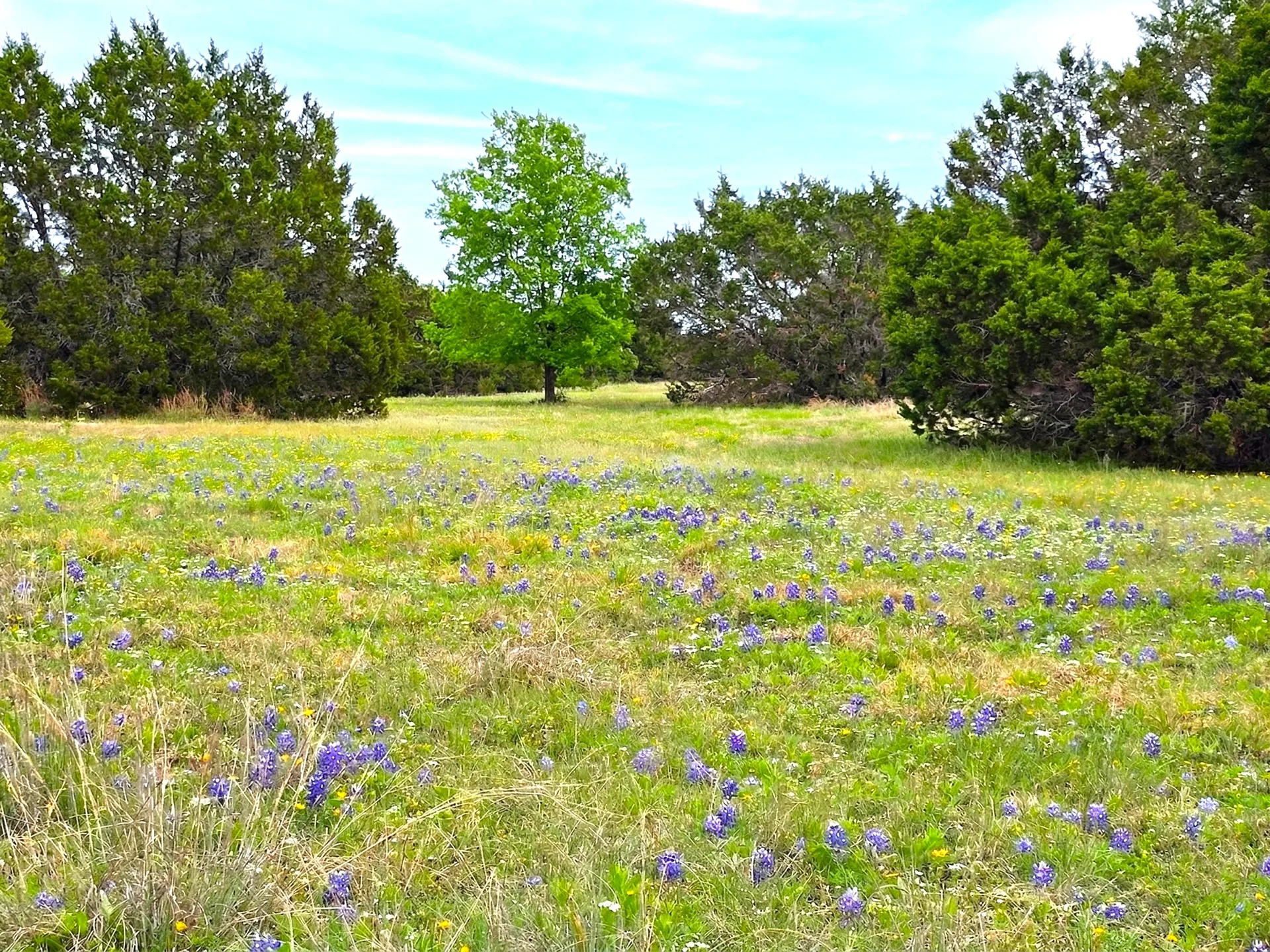 Tract 13 — Sulphur Creek Frontage
